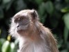 Long Tailed Macaque

Trip: Brunei to Bangkok
Entry: Kuala Lumpur
Date Taken: 06 Dec/03
Country: Malaysia
Taken By: Mark
Viewed: 2328 times
Rated: 9.0/10 by 3 people